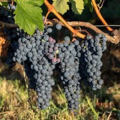 Grape 'Trio Mix' -Orchard Lane Shop GRAP MERLOT L228091