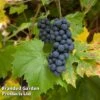 Grape (Vitis) 'Muscat Bleu' -Orchard Lane Shop GRAP MUSCAHAMB L22812 KB2586