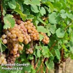 Grape 'Trio Mix' -Orchard Lane Shop GRAP PINOTGRIS W509901
