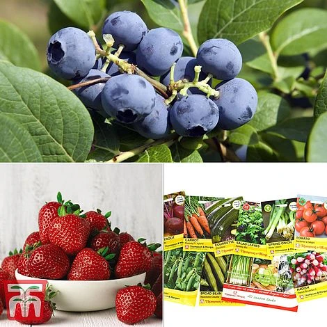 Grow Your Own Bumper Pack 3 Grow Your Own Bumper Pack