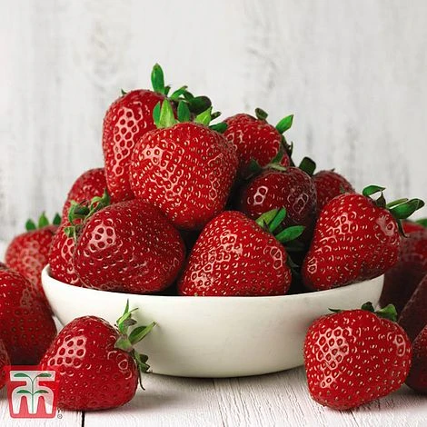 Grow Your Own Bumper Pack 4 Grow Your Own Bumper Pack - Image 2