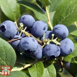 Grow Your Own Bumper Pack 9 Grow Your Own Bumper Pack -Orchard Lane Shop GROW WKB9279 D