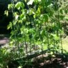 Easy Grow Runner Bean Frame & Climbing Plant Support Trellis - 0.75 X 1.2 X 2.4m H -Orchard Lane Shop GSK2156PIC1