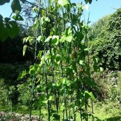 Easy Grow Runner Bean Frame & Climbing Plant Support Trellis - 0.75 X 1.2 X 2.4m H -Orchard Lane Shop GSK2156PIC2