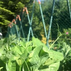Pea Master Heavy Duty Pea & Climbing Plant Support Frame - 0.75 X 1.2 X 1.2m H -Orchard Lane Shop GSK2259HDPIC7 1