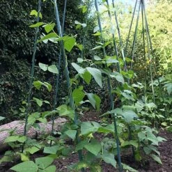 Bean Buddy Heavy Duty Runner Bean Grow Frame - 0.75 X 1.2 X 2.4m H -Orchard Lane Shop GSK2260HDPIC1