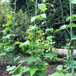 Bean Buddy Heavy Duty Runner Bean Grow Frame - 0.75 X 1.2 X 2.4m H -Orchard Lane Shop GSK2260HDPIC2