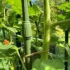 Telescopic Extendable Tomato & Cucumber Climbing Plant Support Stakes -Orchard Lane Shop GSK2270TOMATO201000X100020653KB