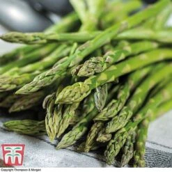 Asparagus Collection (Spring Planting) -Orchard Lane Shop Gijnlim Asparagus2