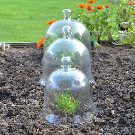 Glass Bell Cloche 4 Glass Bell Cloche - Image 2