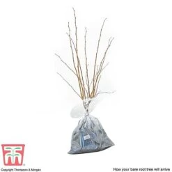 Orchard Lane Shop -Orchard Lane Shop HAZE CWW3407 B