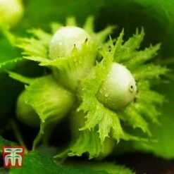 Hazelnut 'Kentish Cob' (Filbert) -Orchard Lane Shop HAZE CWW3407 C