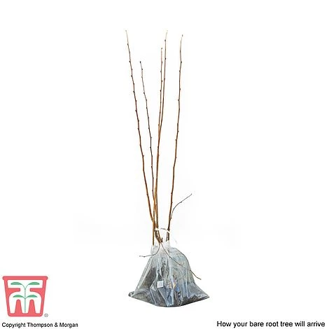 Hazelnut 'Red Cracker' 4 Hazelnut 'Red Cracker' - Image 2