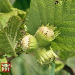Orchard Lane Shop -Orchard Lane Shop HAZE KB3244 C