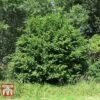Corylus Avellana (Hedging) -Orchard Lane Shop HAZE KB3244 D