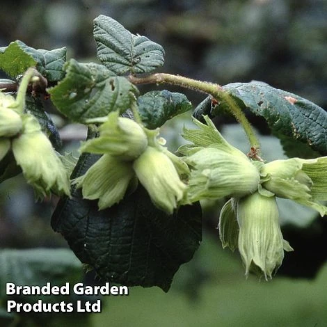 Hazelnut 'Cosford' (Filbert) 3 Hazelnut 'Cosford' (Filbert)