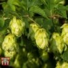 Humulus Lupulus -Orchard Lane Shop HUMU 56076 A