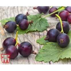 Casseille -Orchard Lane Shop JOST DWW3581 CC