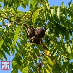 Orchard Lane Shop -Orchard Lane Shop JUGL TKA2057 C