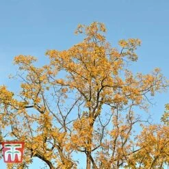 Black Walnut -Orchard Lane Shop JUGL TKA2057 D