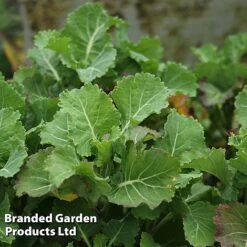 Kale 'Daubenton's Green' -Orchard Lane Shop KALE DAUBGREEN S493261