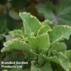 Kale 'Daubenton's Variegata' -Orchard Lane Shop KALE DAUBVARIE S493251