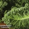 Kale 'Dwarf Green Curled' -Orchard Lane Shop KALE DWAGRECUR L20582