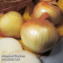 Onion Triple Pack (Autumn Planting) -Orchard Lane Shop KC2347 3