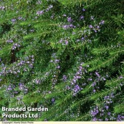 Rosemary 'Tuscan Blue' -Orchard Lane Shop KC5356a