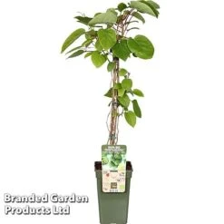 Kiwi 'Geneva' 5 Kiwi 'Geneva' -Orchard Lane Shop KIWI GENEVAWEI S49012