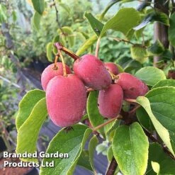 Kiwi 'Pink Jumbo' 5 Kiwi 'Pink Jumbo' -Orchard Lane Shop KIWI PINKJUMBO S49321