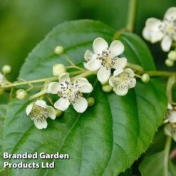 Kiwi Jumbo Duo 7 Kiwi Jumbo Duo -Orchard Lane Shop KIWI PRINCEJUM S49324202