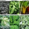 Late Cropping Brassicas 'Our Collection' -Orchard Lane Shop LATE KC2383