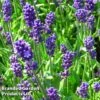 Lavender 'Blue Scent' -Orchard Lane Shop LAVA KC9114 A