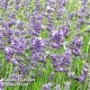 Lavender Angustifolia Essence Purple -Orchard Lane Shop LAVE ESSENCEPU KA5700