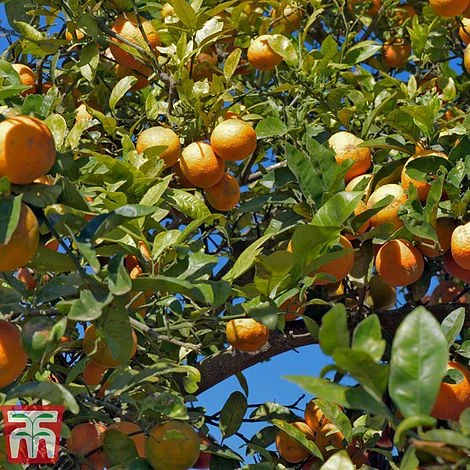 Rangpur Lime 3 Rangpur Lime