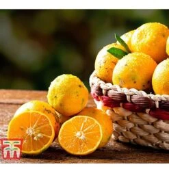 Rangpur Lime 7 Rangpur Lime -Orchard Lane Shop LIME WKB8926 C