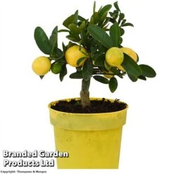 Limequat Citrus Plant -Orchard Lane Shop LIMEQUAT KC5369 A1