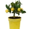Limequat Citrus Plant -Orchard Lane Shop LIMEQUAT KC5369 NOW1