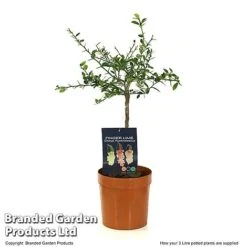 Lime 'Caviar Lime' -Orchard Lane Shop LIME CAVIARL3L T48377