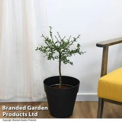 Lime 'Caviar Lime' -Orchard Lane Shop LIME CAVIARLIM T48378