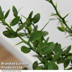 Lime 'Caviar Lime' -Orchard Lane Shop LIME CAVIARLIM T48379