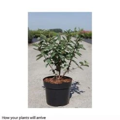 Lonicera Kamtschatica 'Myberry Bee' -Orchard Lane Shop LONI T66331 B h