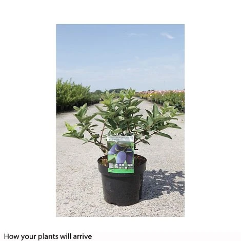 Lonicera Kamtschatica 'Blue Velvet' 3 Lonicera Kamtschatica 'Blue Velvet' - Image 2