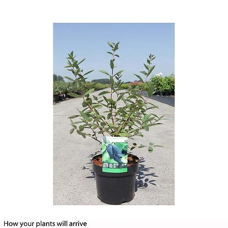 Lonicera Kamtschatica 'Eisbar' 4 Lonicera Kamtschatica 'Eisbar' - Image 2