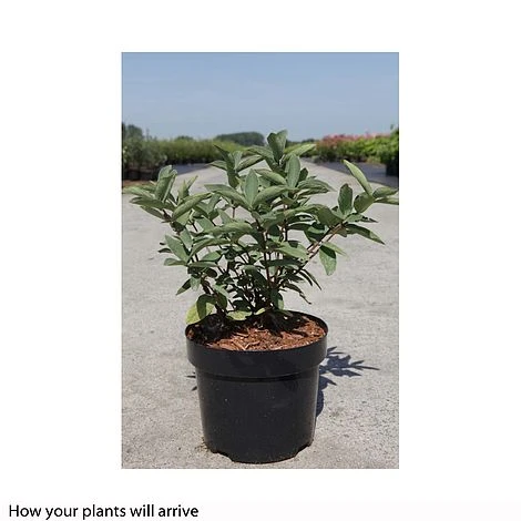 Lonicera Kamtschatica 'Myberry Sweet' 4 Lonicera Kamtschatica 'Myberry Sweet' - Image 2