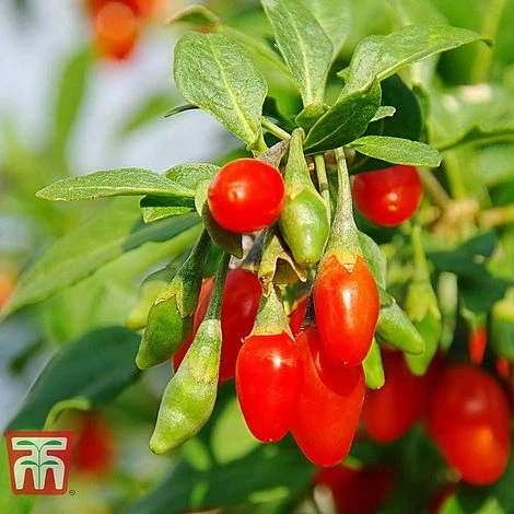 Goji Berry 'Sweet Lifeberry' 3 Goji Berry 'Sweet Lifeberry'