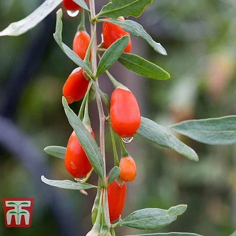 Goji Berry 'Sweet Lifeberry' 5 Goji Berry 'Sweet Lifeberry' - Image 3