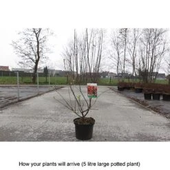 Crab Apple 'Evereste' -Orchard Lane Shop MALU T68421 B h