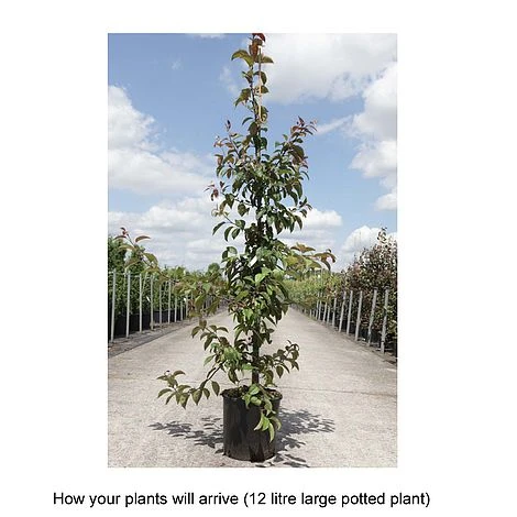 Crab Apple 'Indian Magic' 4 Crab Apple 'Indian Magic' - Image 2